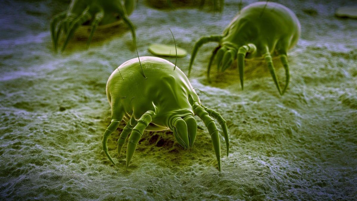 graphic illustration of mites