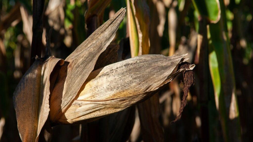 Corn husk that is going bad