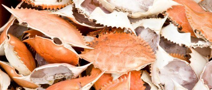 How To Clean Crab Shells For Crafts