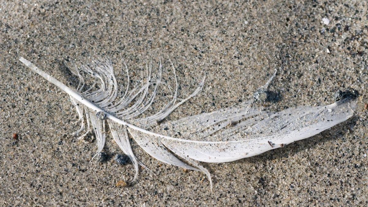 white bird feather lying on sand