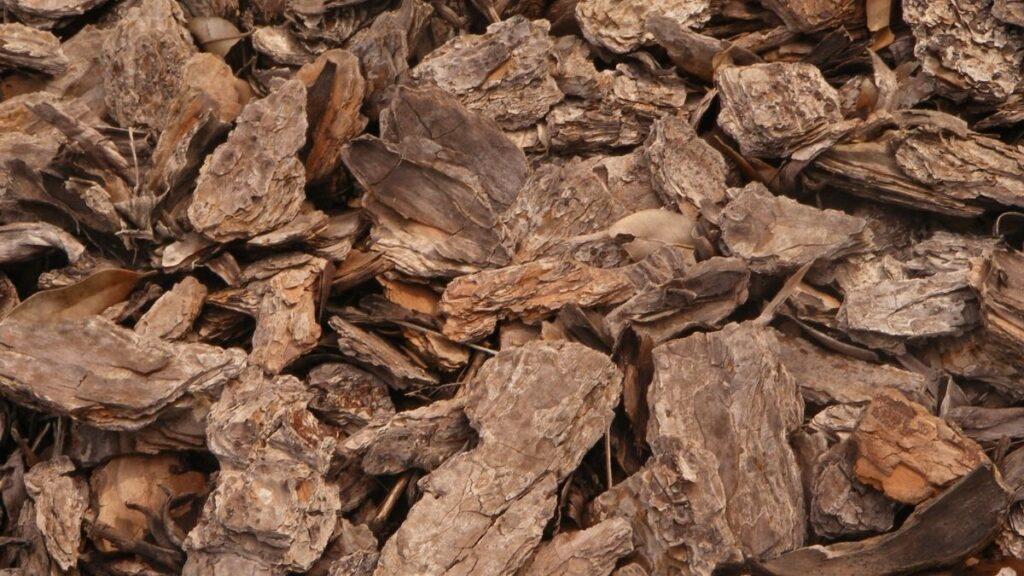 Wood bark pieces drying out