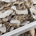 clean oyster shells in a box