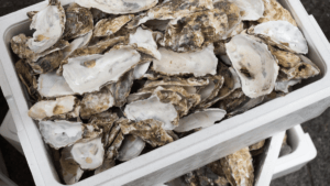 clean oyster shells in a box