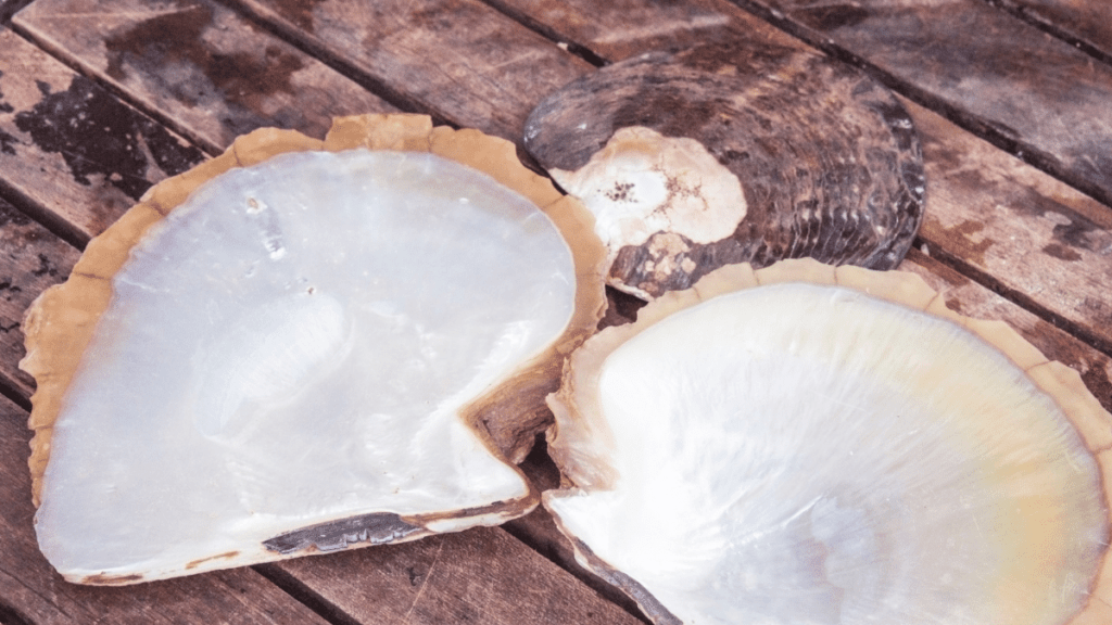 bleached oyster shells on table