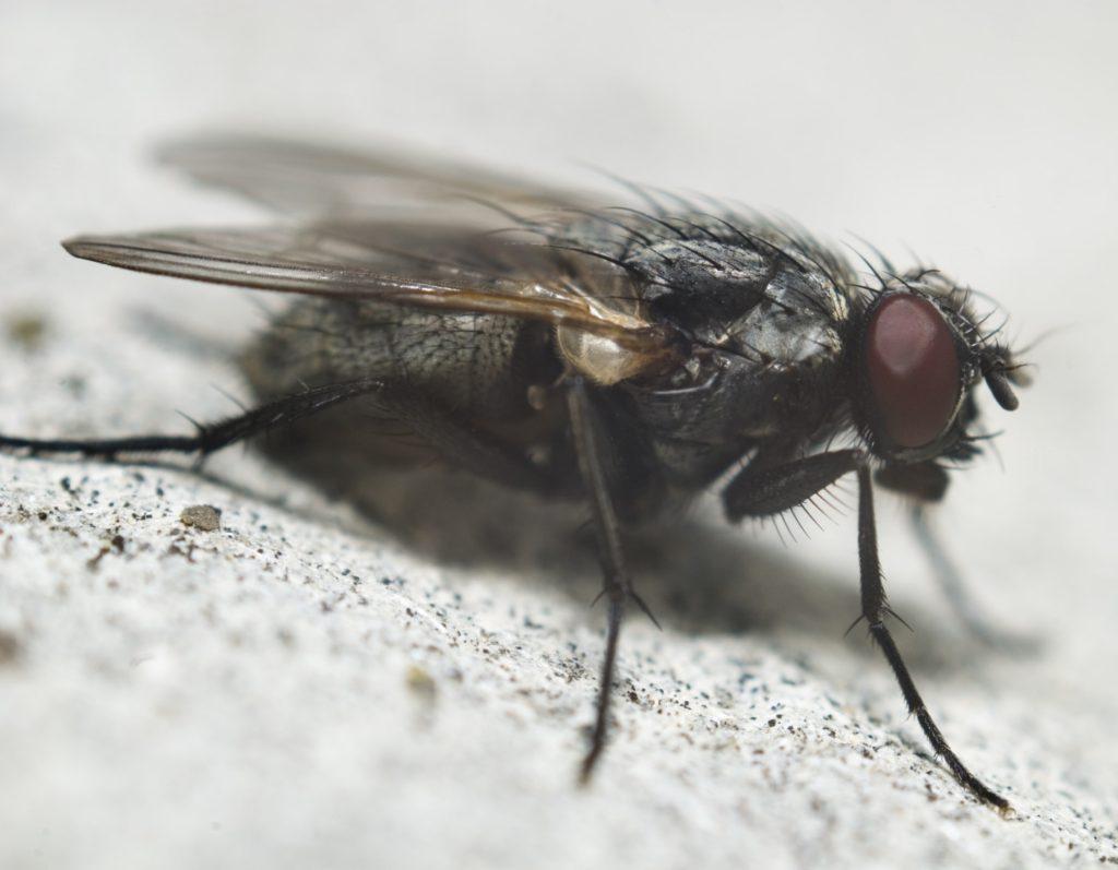 How Long Do Flies Live