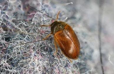 carpet-beetles2
