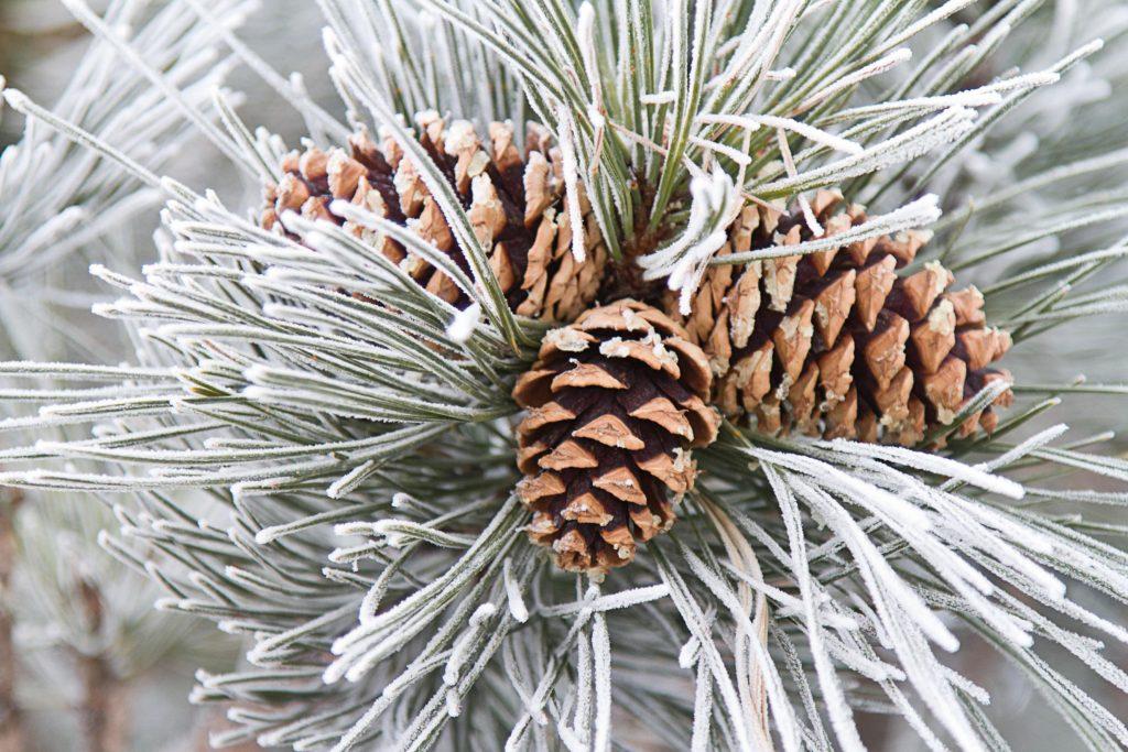 How To Clean Pinecones