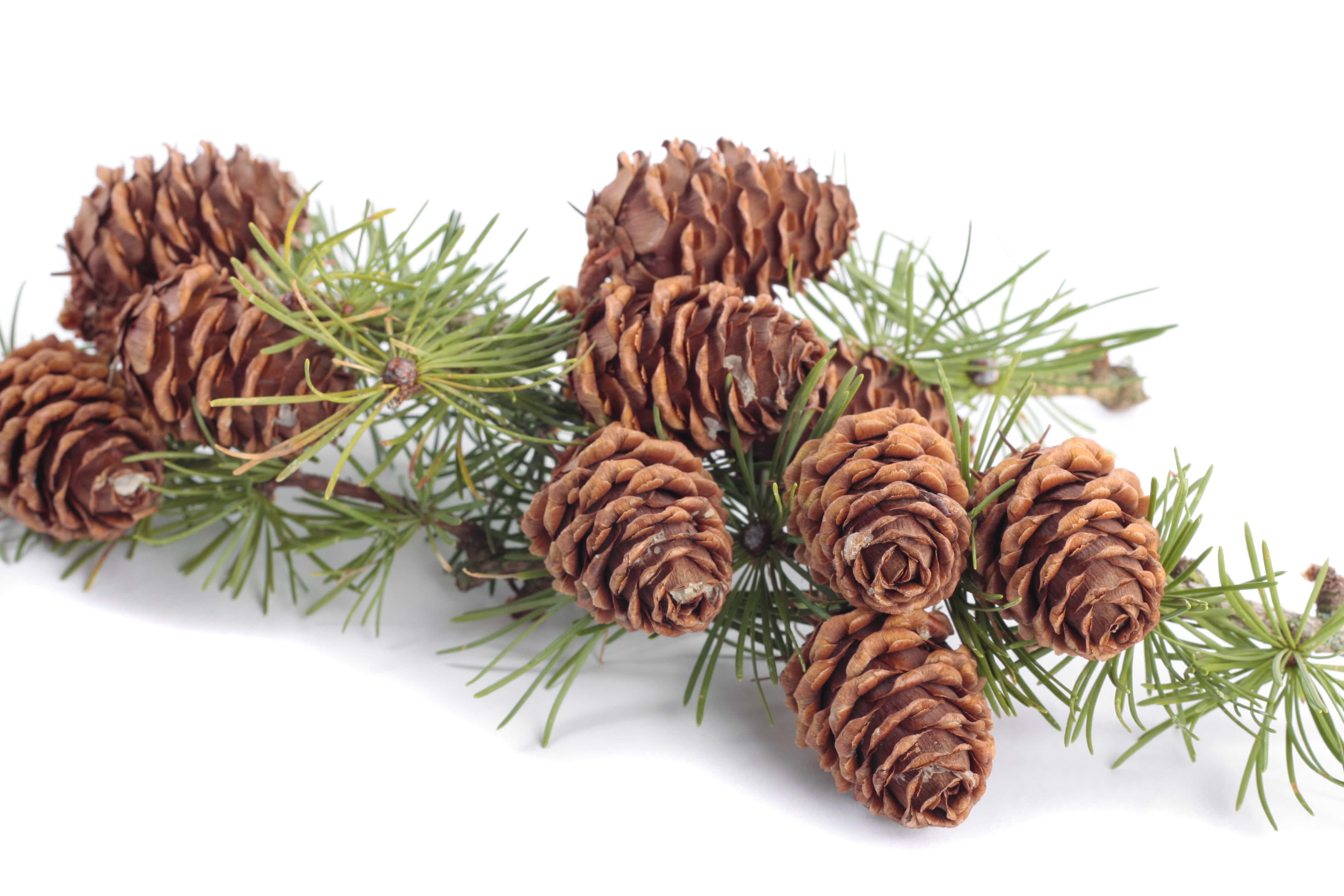 How To Clean Pinecones